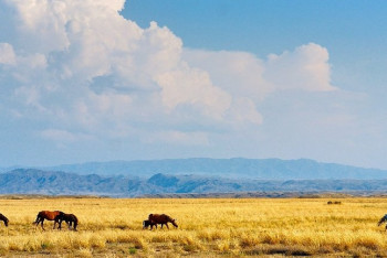 "Семь граней Великой степи" определяет состояние духовного мира и уровень социально-политической ориентации - эксперт