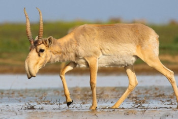 Браконьеров оштрафовали на 331 млн тенге за истребление сайгаков в ЗКО