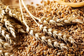 Фотография к новости:  200 тысяч тонн казахстанского зерна доставлено в Азербайджан