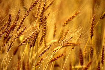 Фотография к новости: Казахстан увеличил объёмы экспорта пшеницы на 60%