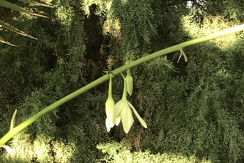 Впервые агава зацвела в Петропавловске