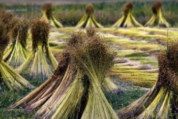 Фотография к новости: Казахстан стал крупнейшим производителем льна в мире 