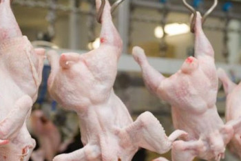 Введены временные ограничения на ввоз в РК  мяса птицы  из Ставропольского края