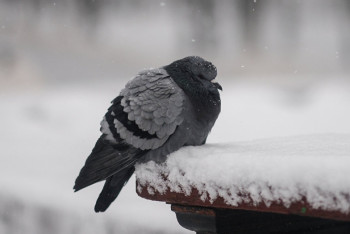 Фотография к новости: Какой будет погода в Казахстане 6 ноября 
