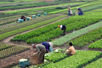 Фотография к новости: На 28% вырос объём экспорта сельхозпродукции в Кызылординской области 