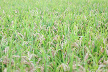 Свыше 470 тысяч тонн риса собрали в Кызылординской области в этом году