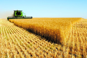 Фотография к новости: Лучший в республике урожай зерна собрали Акмолинские аграрии 