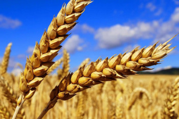 Фотография к новости: Акмолинские аграрии планируют экспортировать около миллиона тонн пшеницы до конца года 