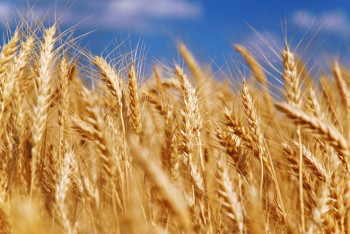 Акмолинская область вышла в лидеры по сбору зерна 