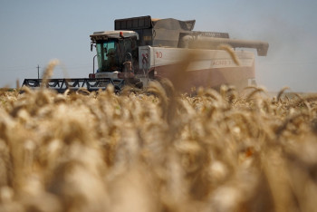 5,5 млн тонн зерна собрали в Акмолинской области