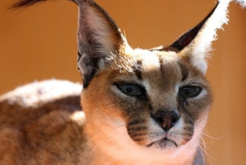 Фотография к новости: Исчезающего туркменского каракала запечатлела видеоловушка в Мангистау