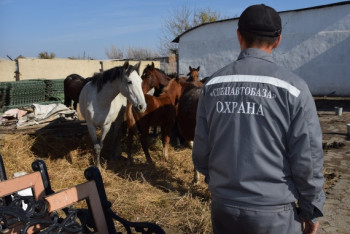 Поедающих деревья лошадей арестовали полицейские в Атырау