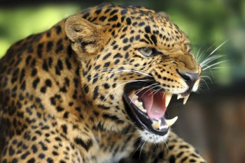 Фотография к новости: Леопард впервые попал в фотоловушку в Устюртском заповеднике  