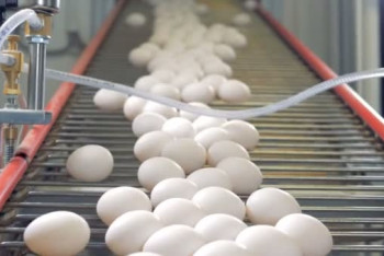 Фотография к новости: Почему в Казахстане растут цены на яйца, рассказали производители