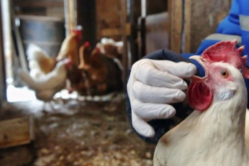 Фотография к новости: Эпидемия "птичьего гриппа" в России не коснулась Казахстана 