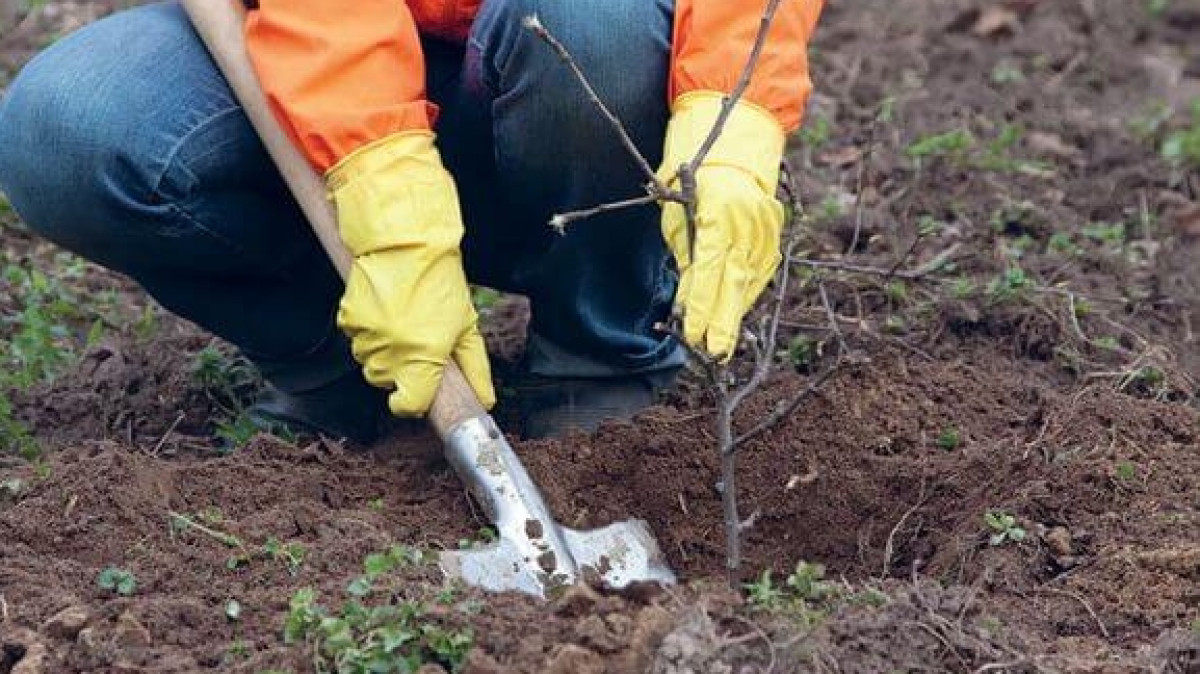 из открытых источников