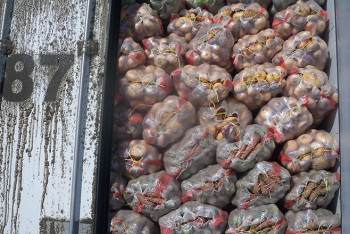 Фотография к новости: В Казахстан пытались незаконно ввезти 165 тонн подкарантинной продукции