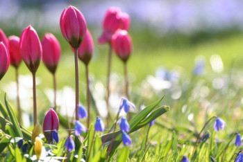 Фотография к новости: Весна в Казахстан придёт по расписанию - синоптики