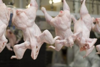 Фотография к новости: Кыргызстан снимает ограничение на ввоз птицы из Казахстана