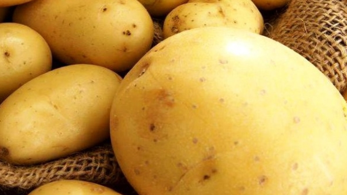 Более 200 тонн картофеля привезли в Астану павлодарские аграрии