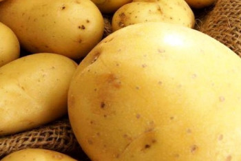 Фотография к новости: Более 200 тонн картофеля привезли в Астану павлодарские аграрии