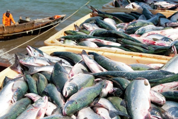 На 5% выросло производство свежей и мороженой рыбы в Казахстане