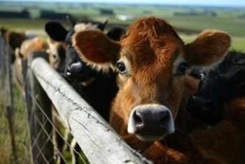 Фотография к новости: Фермерам ЗКО посоветовали закупать маточное поголовье КРС в Австралии