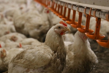 Фотография к новости: В Минсельхозе РК продлили запрет на ввоз птицы из России