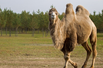 Фотография к новости: Сухое верблюжье молоко начнут экспортировать из Туркестанской области