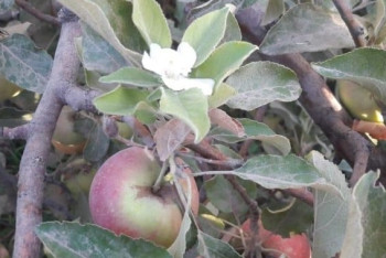 Фотография к новости: Яблони зацвели в Шымкенте