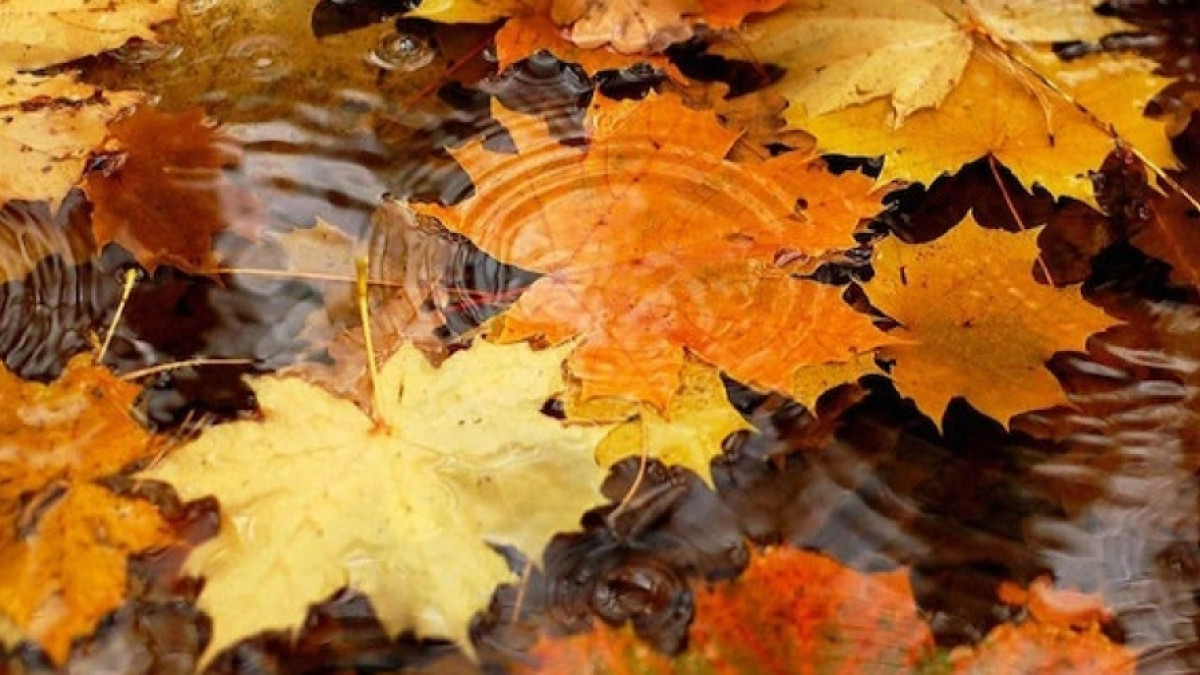 Из открытых источников 