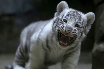 Фотография к новости: Чёрный список контрабандистов ценных видов животных появится в СНГ