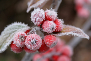 Фотография к новости: Заморозки прогнозируют синоптики в ряде областей Казахстана