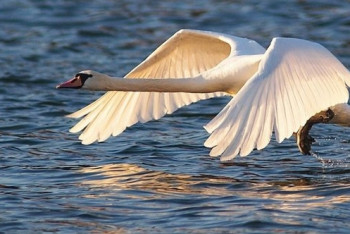 Фотография к новости: За незаконный отстрел лебедей в СКО задержали жителя Астаны