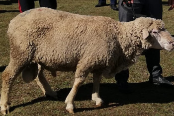 Фотография к новости: Первый выставочный конкурс баранов-производителей провели животноводы Алматинской области