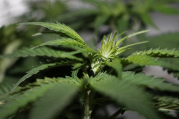 Фотография к новости: Жительницу Шу задержали в поезде с 8 кг марихуаны 