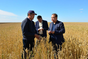 Уйти от импорта мяса намерены в Акмолинской области