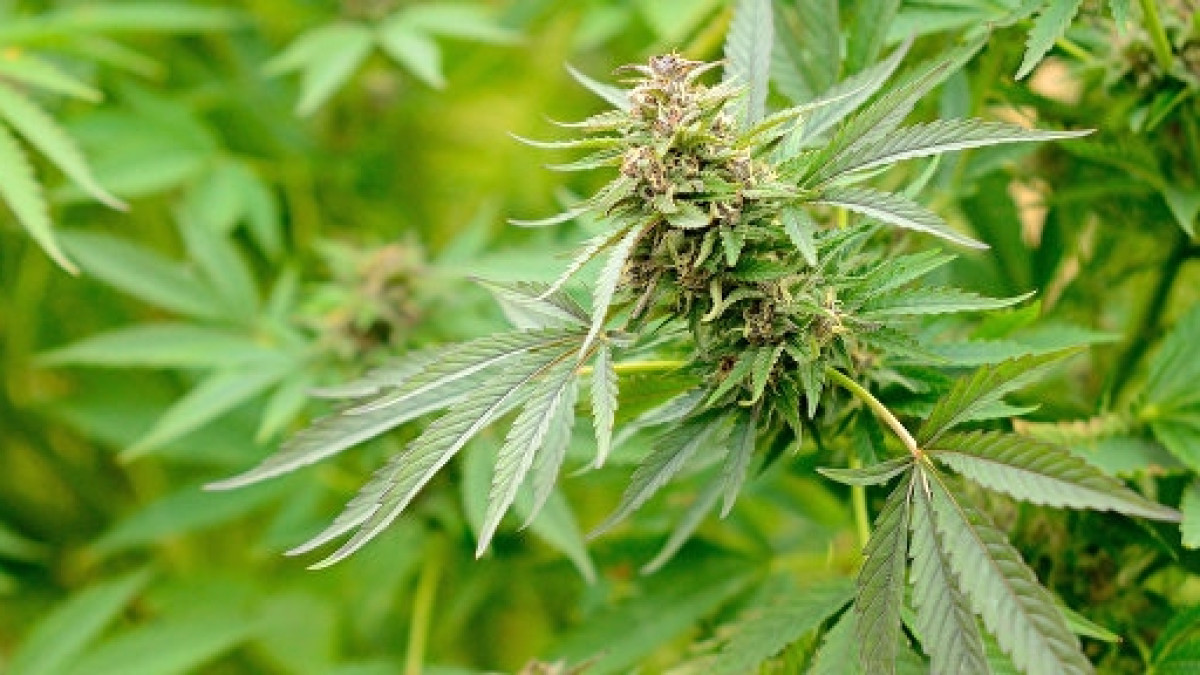 из открытых источников