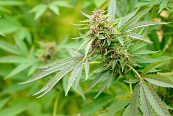 Полтонны марихуаны изъяли полицейские в Карагандинской области