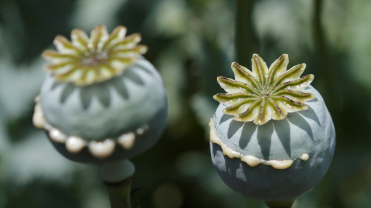 открытые источники