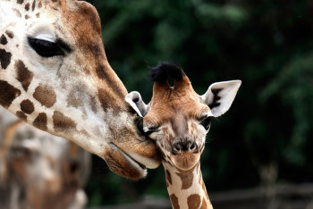 Фотография к новости: Детёнышу жирафа в Алматинском зоопарке выбирают имя