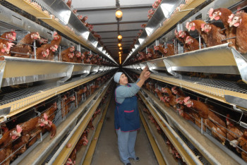 Собственное производство мяса птицы появится в Акмолинской области