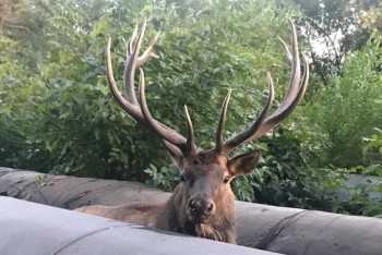 Застрявшего в теплотрассе марала спасли в Павлодаре