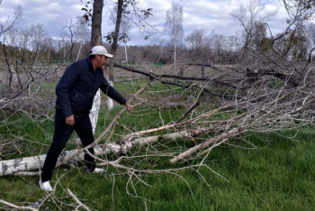 Пруд-накопитель появится на месте погибших деревьев в парке Павлодара 