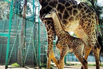 Детёныш жирафа родился в Алматинском зоопарке