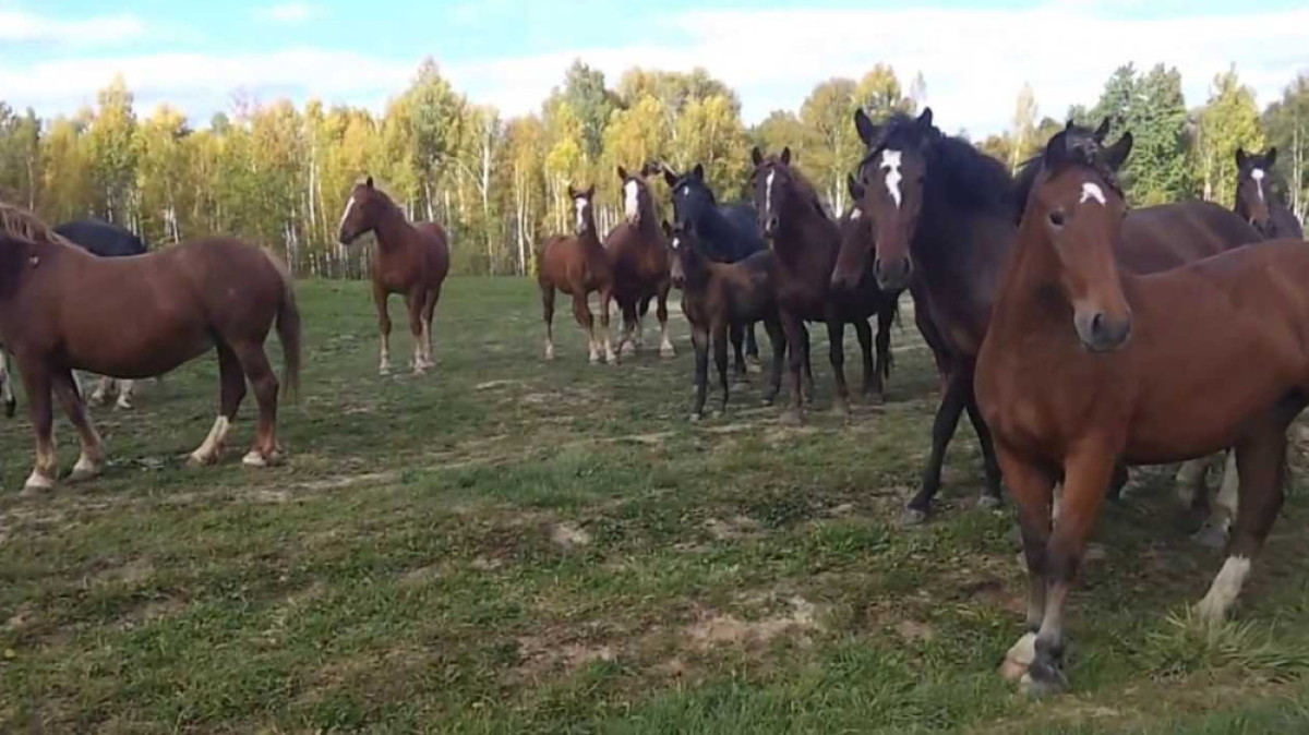 из открытых источников