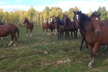 Шесть актюбинцев бесследно пропали в поисках табуна лошадей