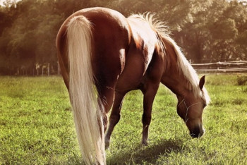 Фотография к новости: Американский бизнесмен закупает конский волос в Казахстане 