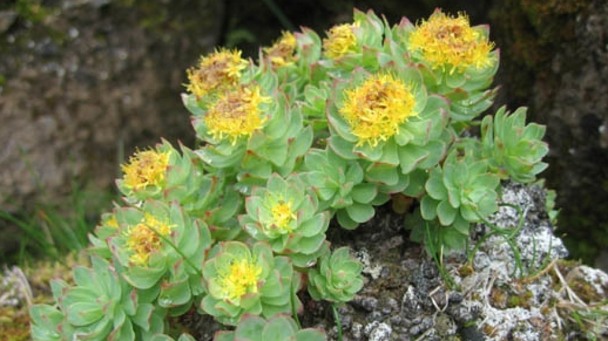 открытые источники