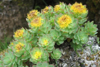 Фотография к новости: Уголовное наказание за сбор краснокнижного растения грозит жителю Алматинской области 